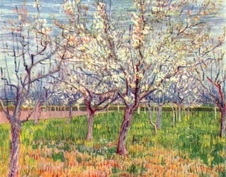Blooming Orchard